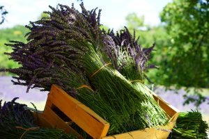 Lee más sobre el artículo Propiedades y usos mágicos de la LAVANDA