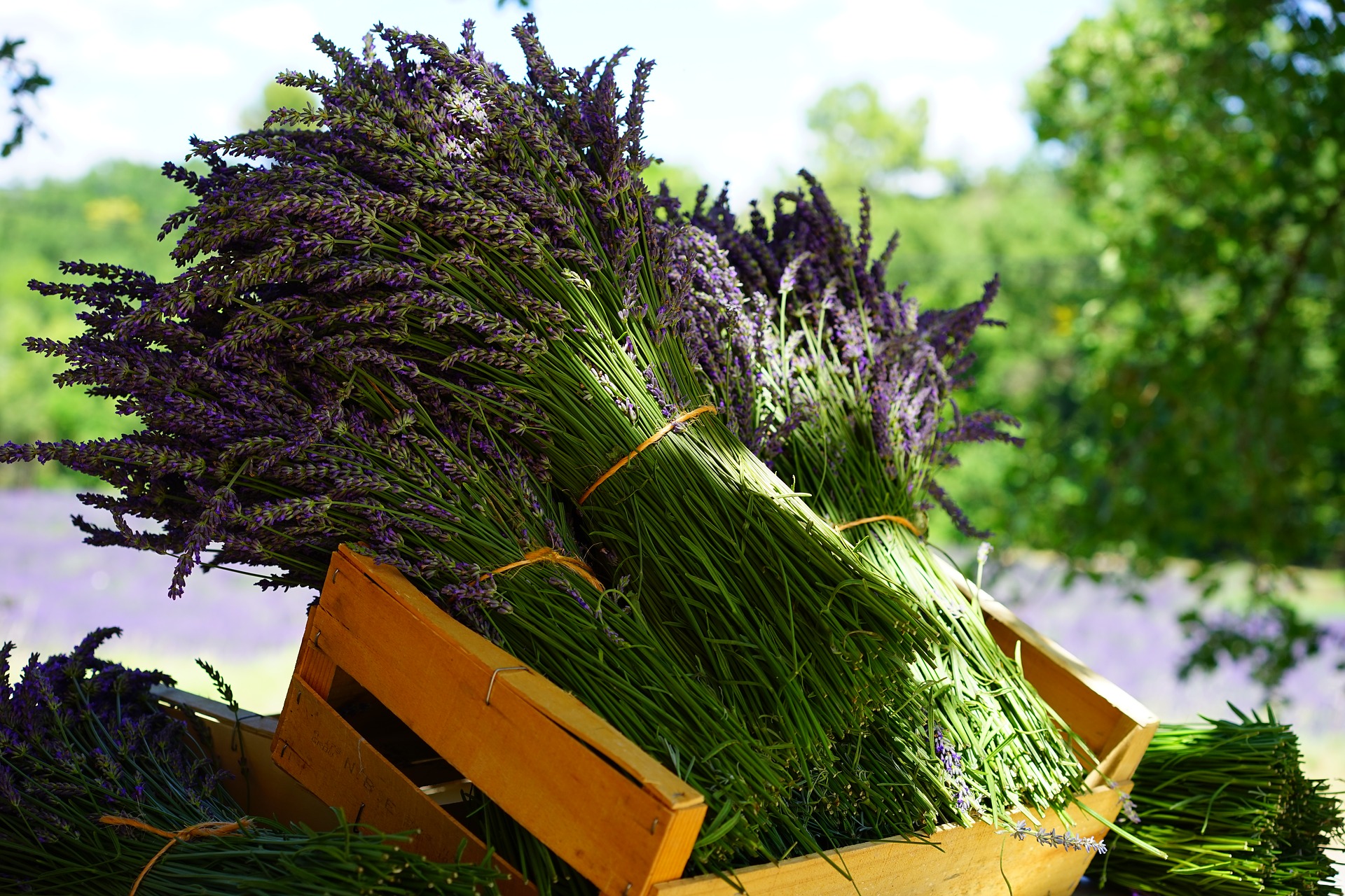 Lee más sobre el artículo Propiedades y usos mágicos de la LAVANDA